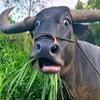 mosyaj.yaj3