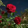 user9129148861905