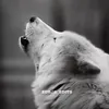 editvideos290