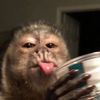 kitty_ak3