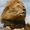 lion15780