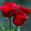 wai.hnin.phyu954
