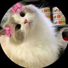 meeooww.7