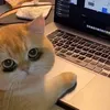 viccie_luv_meow