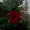 r_1ku17