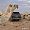 يزيد الحمادي