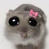 jujucadvgav