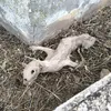 pipi.calzaslargas2