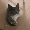 memati_the_cat