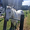 robertoindio3