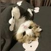 Pet Collection
