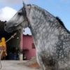 saadkadari296