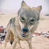 ابـو سِـرحـانِ🐺