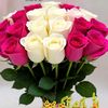 ch.saima312
