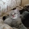 nemeckiy_televizor