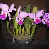 machado.fortes