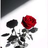 faria.khanom68