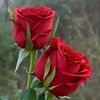 mutalif.ahmed