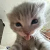 blpka_xielian