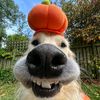 FunkyAnimals