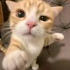 Funny Animals 🍁🇨🇦😻