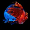 rei.dos.bettas