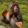 luciimonkey