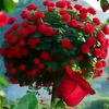 thidar.aye4698