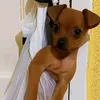 juh_amadogs