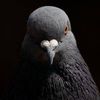 pigeon_religion
