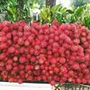 jenal.babang6