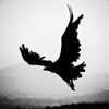 syne.ae