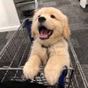 love_pets01