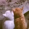ms_16mm