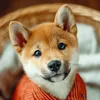 dailyshiba