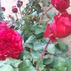 lainlain1136