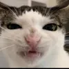 ginagawamodito64