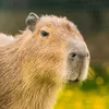 Capybara