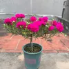 Shop hoa mười giờ thái