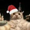freddy_fazber_pizza_cat
