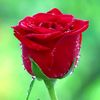 muhammad.arif5043