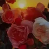 aliqasm51