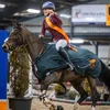 robienshorsespam