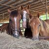 Whinny Haven horse sanctuary