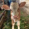 SiMental🐄