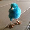 burungku_biruu