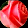 user85492230178405