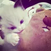 .kanj_fier