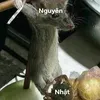 nht8194