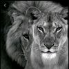 only_o12
